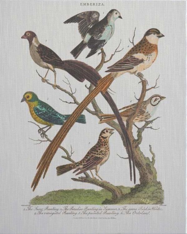 Wall Art Print 18th C Bunting Birds Inspired by a Hand-Colored